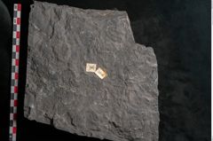 Foto (Detailansicht) von Senftenbergia crenata Lindl. et H. (NHMW-GEO-2024-0188-10945)